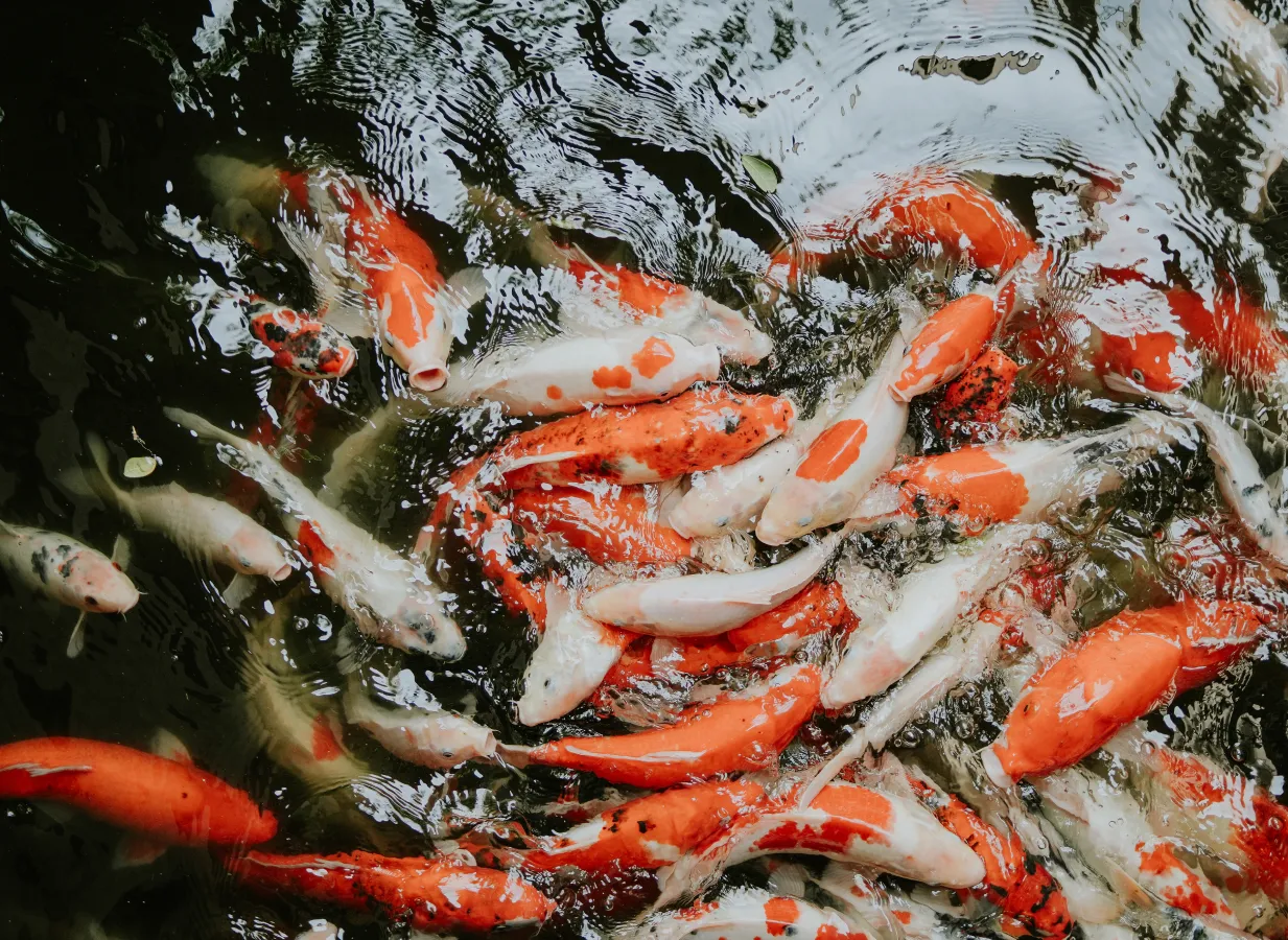 Kolam Ikan